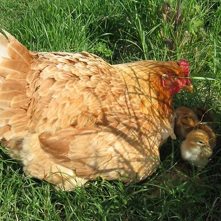 Prisca 3* San Pietro in Campiano